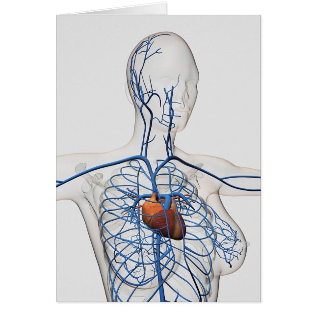 Medicinsk illustration av cirkulationssystemet hälsningskort (Framsidan)