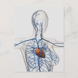 Medicinsk illustration av cirkulationssystemet vykort
