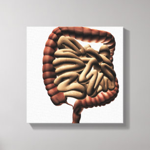 Medicinsk illustration av den stora inälvan canvastryck