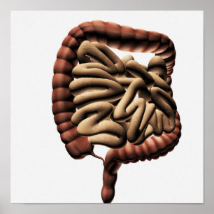Medicinsk illustration av den stora tarmen poster