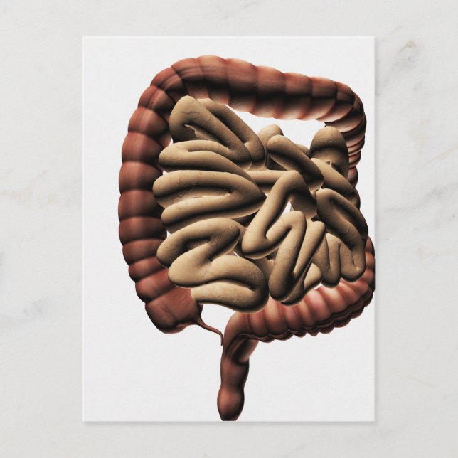 Medicinsk illustration av den stora tarmen vykort (Framsida)