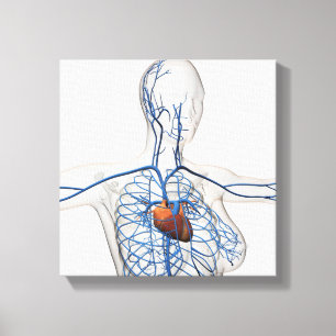Medicinsk illustration av det cirkulations- canvastryck