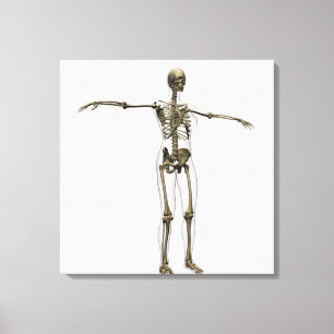 Medicinsk illustration av det fulla kvinnliga canvastryck