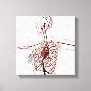 Medicinsk illustration av det kvinnliga canvastryck