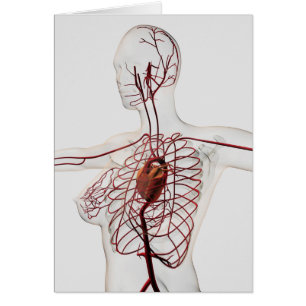 Medicinsk illustration av det kvinnliga hälsningskort