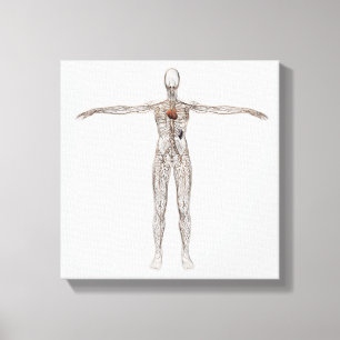 Medicinsk illustration av det kvinnliga Lymphatic Canvastryck