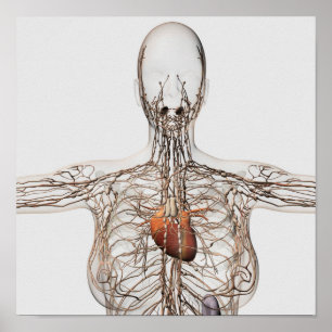 Medicinsk illustration av det kvinnliga Lymphatic Poster