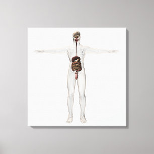 Medicinsk illustration av det Male Canvastryck