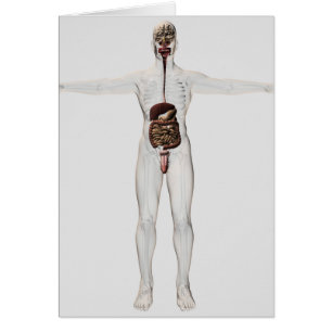 Medicinsk illustration av det Male Hälsningskort