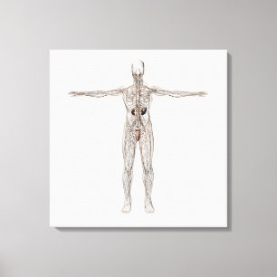 Medicinsk illustration av det Male Lymphatic Canvastryck