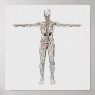 Medicinsk illustration av det Male Lymphatic Poster