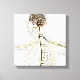 Medicinsk illustration av det mänskliga nervsystem canvastryck