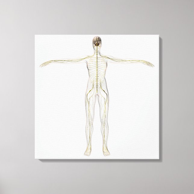 Medicinsk illustration av det mänskliga nervsystem canvastryck (Framsida)