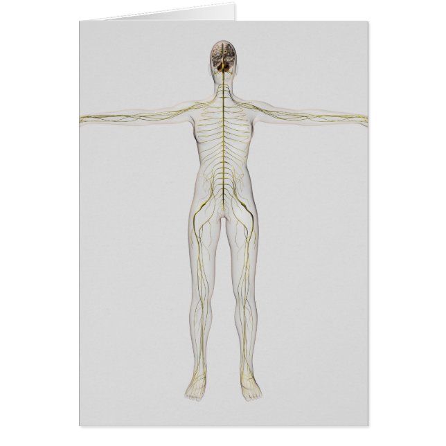 Medicinsk illustration av det mänskliga nervsystem hälsningskort (Framsidan)