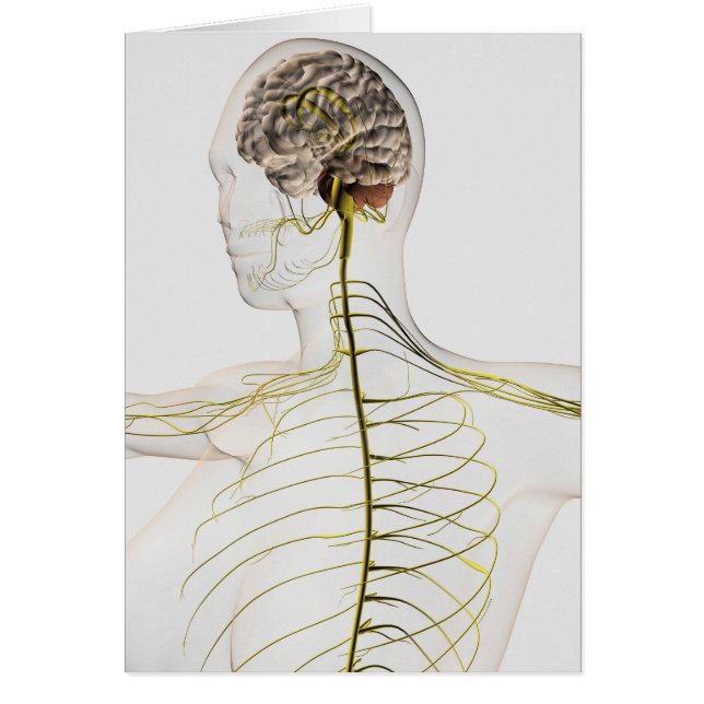 Medicinsk illustration av det mänskliga nervsystem hälsningskort (Framsidan)