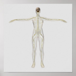 Medicinsk illustration av det mänskliga nervsystem poster
