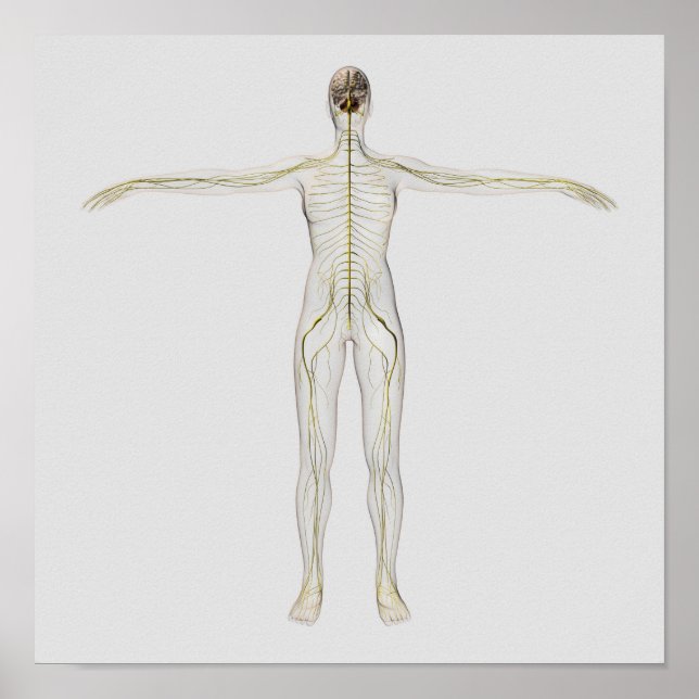 Medicinsk illustration av det mänskliga nervsystem poster (Framsidan)