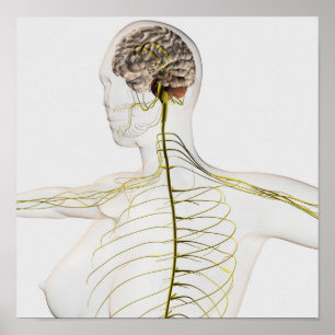 Medicinsk illustration av det mänskliga nervsystem poster