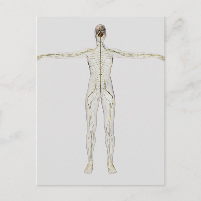 Medicinsk illustration av det mänskliga nervsystem vykort (Framsida)