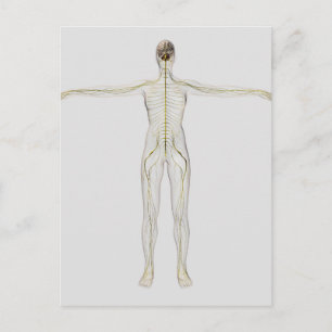 Medicinsk illustration av det mänskliga nervsystem vykort