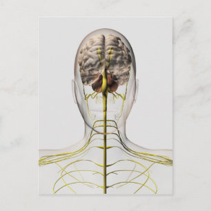Medicinsk illustration av det mänskliga nervsystem vykort