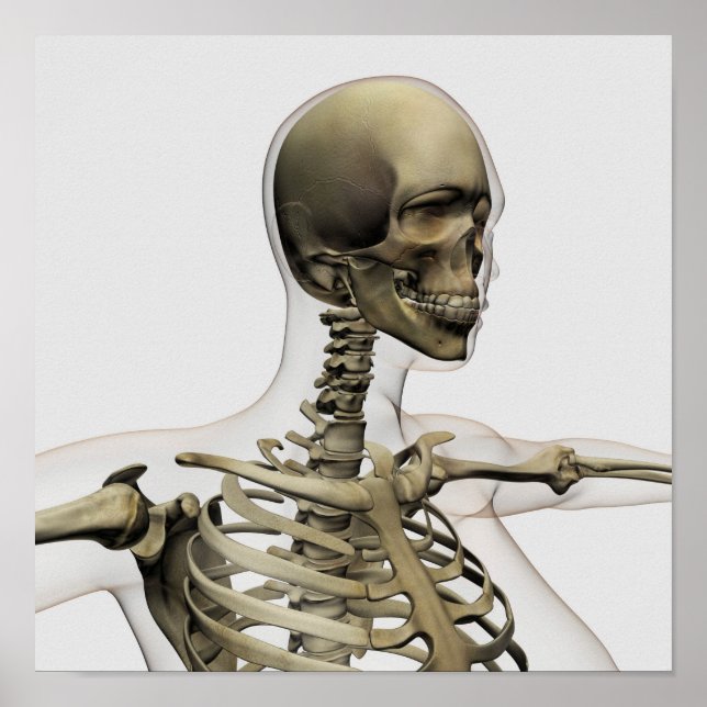 Medicinsk illustration av en kvinnas hud och poster (Framsidan)