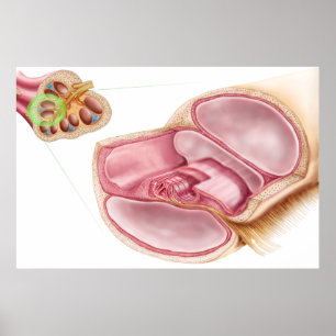 Medicinsk illustration av Endolymph Poster