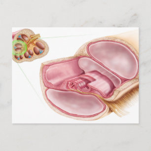 Medicinsk illustration av Endolymph Vykort