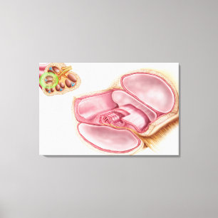Medicinsk illustration av endolymphen canvastryck