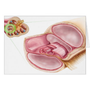 Medicinsk illustration av endolymphen hälsningskort
