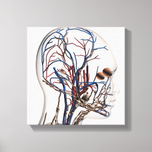 Medicinsk illustration av Head artärer 1 Canvastryck