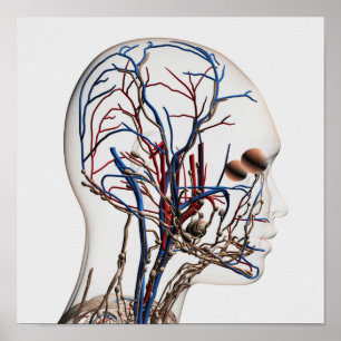 Medicinsk illustration av Head artärer 1 Poster