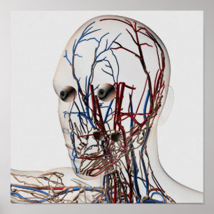 Medicinsk illustration av Head artärer 2 Poster