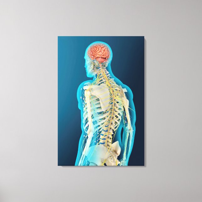 Medicinsk illustration av humant hjärna och hjärnl canvastryck (Framsida)