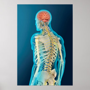 Medicinsk illustration av humant hjärna och hjärnl poster