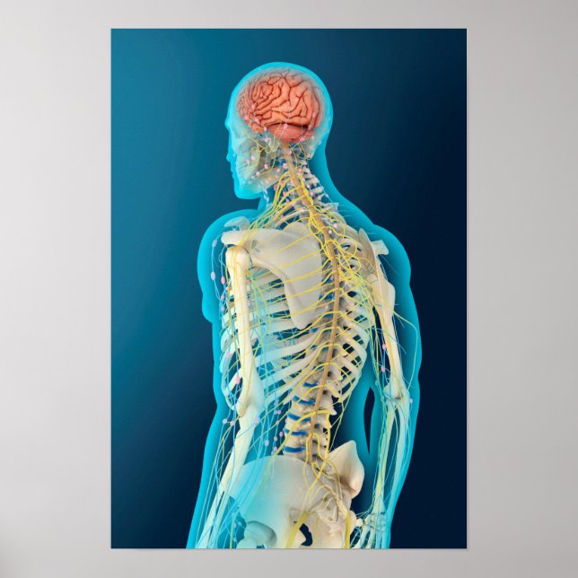 Medicinsk illustration av humant hjärna och hjärnl poster (Framsidan)