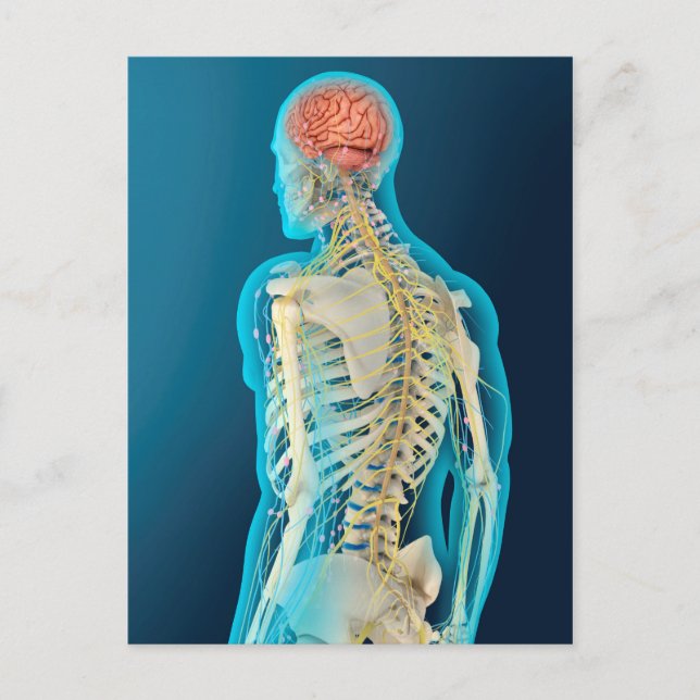 Medicinsk illustration av humant hjärna och hjärnl vykort (Framsida)