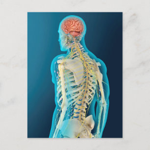 Medicinsk illustration av humant hjärna och hjärnl vykort