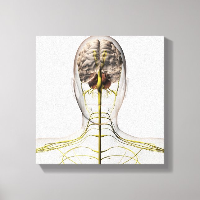 Medicinsk illustration av humant nervsystem 2 canvastryck (Framsida)