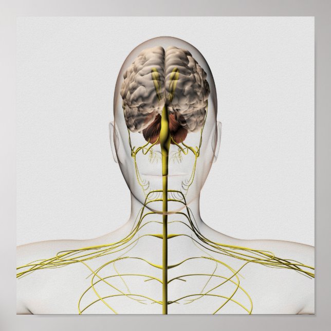 Medicinsk illustration av humant nervsystem 2 poster (Framsidan)