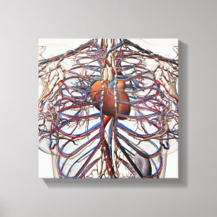 Medicinsk illustration av kvinnliga bröstartärer canvastryck