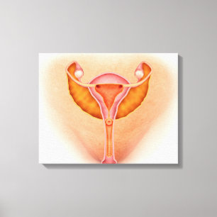Medicinsk illustration av kvinnliga genitala organ canvastryck