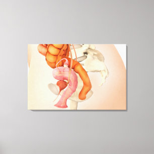 Medicinsk illustration av kvinnliga genitala organ canvastryck