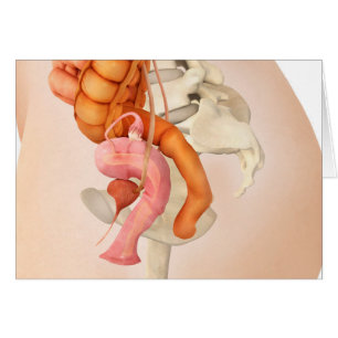 Medicinsk illustration av kvinnliga genitala organ hälsningskort