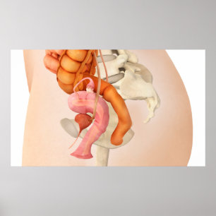 Medicinsk illustration av kvinnliga genitala organ poster