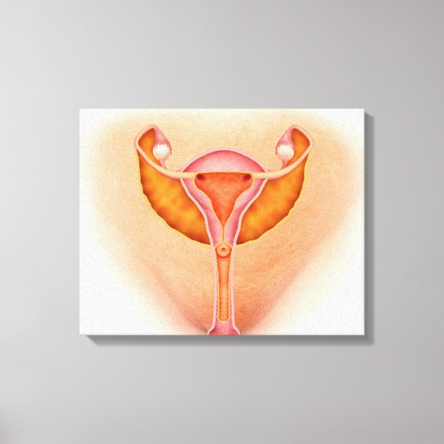 Medicinsk illustration av kvinnliga könsorgan 1 canvastryck (Framsida)
