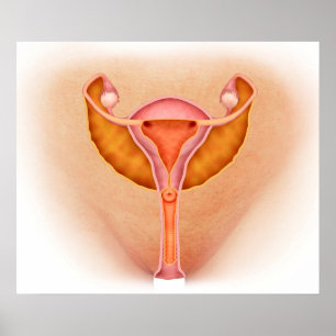 Medicinsk illustration av kvinnliga könsorgan 1 poster
