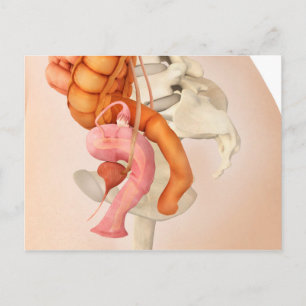 Medicinsk illustration av kvinnliga könsorgan 2 vykort