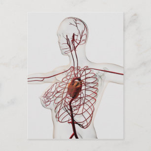 Medicinsk illustration av kvinnligt cirkulationssy vykort
