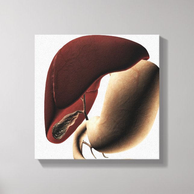 Medicinsk illustration av lever och stam canvastryck (Framsida)